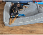 Small #14 German Shepherd Dog Mix