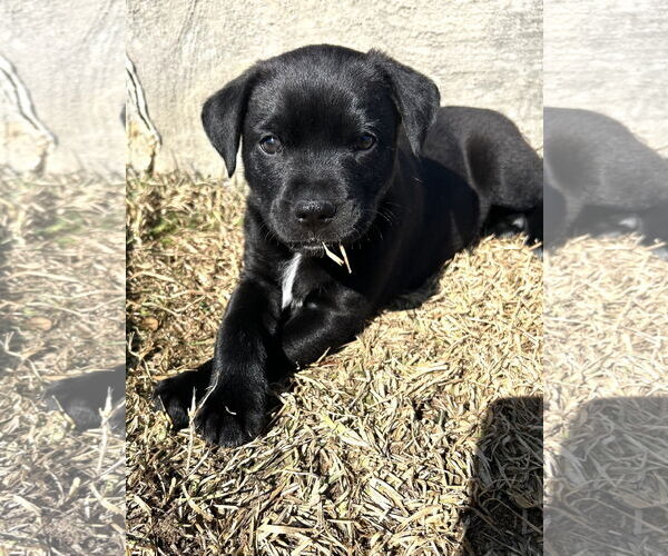 Medium Photo #8 American Staffordshire Terrier-Unknown Mix Puppy For Sale in Holly Springs, NC, USA