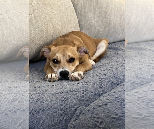 Medium Photo #3 Mutt Puppy For Sale in Greenville, SC, USA