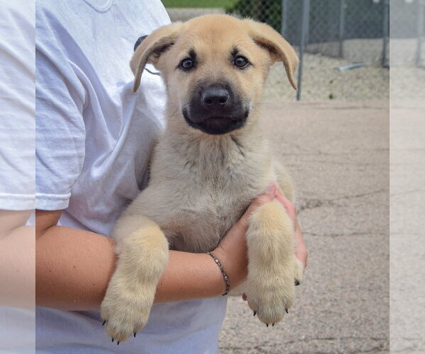 Medium Photo #4 Anatolian Shepherd-German Shepherd Dog Mix Puppy For Sale in Huntley, IL, USA