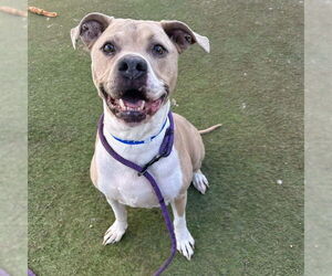 American Staffordshire Terrier-Unknown Mix Dogs for adoption in Las Vegas, NV, USA