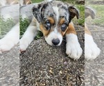 Small Photo #4 Australian Shepherd Puppy For Sale in MABEL, MN, USA