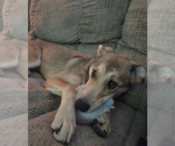 Medium Photo #7 Mutt Puppy For Sale in Evansville, IN, USA