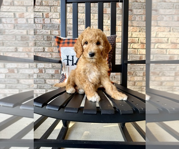 Medium Photo #4 Goldendoodle Puppy For Sale in GREENFIELD, IN, USA