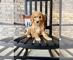 Small #3 Goldendoodle