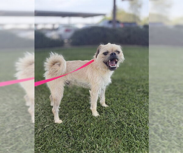 Medium Photo #1 Brussels Griffon-Unknown Mix Puppy For Sale in Riverside, CA, USA