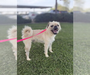 Brussels Griffon-Unknown Mix Dogs for adoption in Riverside, CA, USA
