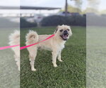 Small Brussels Griffon Mix