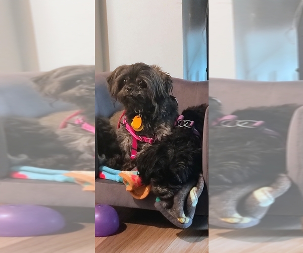 Medium Photo #1 Mal-Shi Puppy For Sale in FUQUAY VARINA, NC, USA