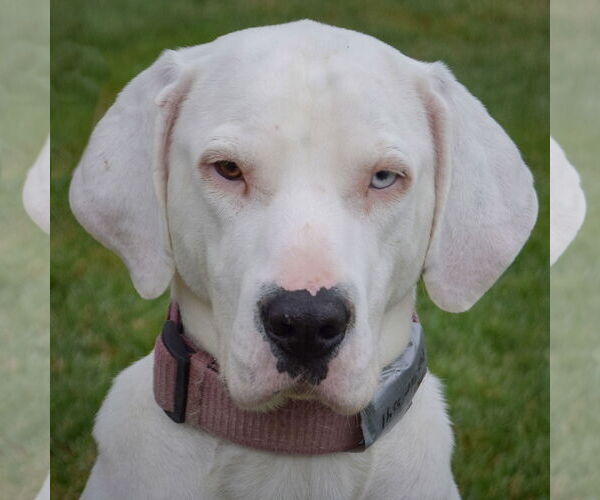 Medium Photo #1 Boxer-Unknown Mix Puppy For Sale in Huntley, IL, USA