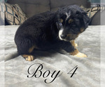 Small Photo #50 Australian Shepherd Puppy For Sale in SALISBURY, NC, USA
