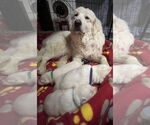Small #1 Great Pyrenees Mix