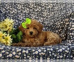 Small #6 Poodle (Miniature)