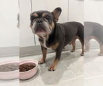 Small #3 French Bulldog