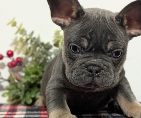 Medium Photo #21 French Bulldog Puppy For Sale in GOSHEN, IN, USA