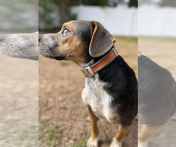 Medium Photo #11 Mountain Cur-Unknown Mix Puppy For Sale in Ridgefield, CT, USA