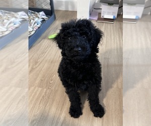 Poodle (Standard) Puppy for sale in ASHEVILLE, NC, USA