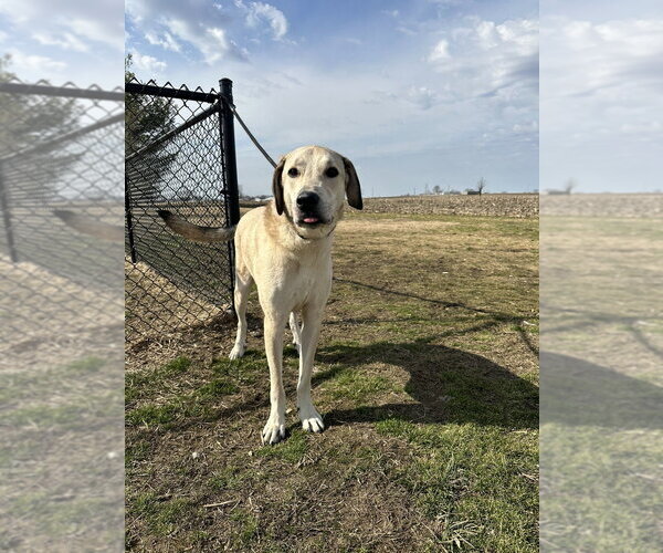 Medium Photo #5 Great Pyrenees-Unknown Mix Puppy For Sale in Evansville, IN, USA