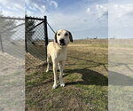 Small #4 Great Pyrenees Mix