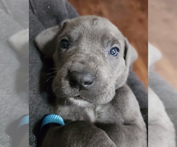 Medium Photo #17 Great Dane Puppy For Sale in OGDEN, UT, USA