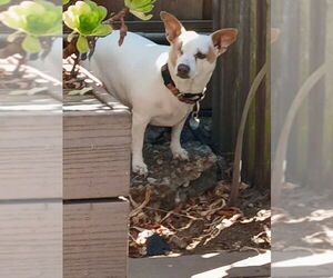 Jack Chi Dogs for adoption in San Francisco, CA, USA