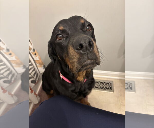 Medium Photo #7 Rottweiler Puppy For Sale in White Hall, AR, USA