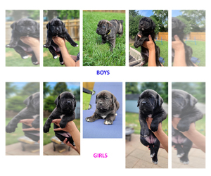 Cane Corso Puppy for sale in CRYSTAL LAKE, IL, USA