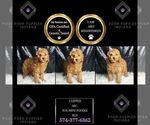 Puppy 9 Poodle (Miniature)