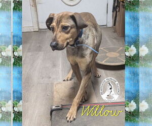 Mutt Dogs for adoption in Red Lodge, MT, USA