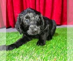 Puppy 3 Aussiedoodle-Australian Labradoodle Mix
