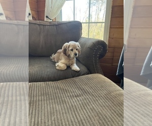 Cocker Spaniel Puppy for sale in CANEYVILLE, KY, USA