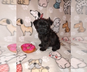 Poodle (Toy) Puppy for sale in LAPEER, MI, USA