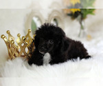 Small #4 Havanese-Poodle (Toy) Mix