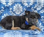 Small Photo #5 German Shepherd Dog Puppy For Sale in PARADISE, PA, USA
