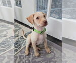 Small #1 Labrador Retriever Mix