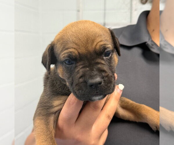 Medium Photo #1 American Bulldog Puppy For Sale in Tarboro, NC, USA