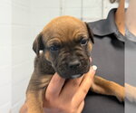 Small American Bulldog