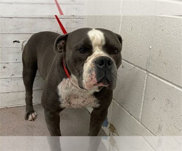 Medium Photo #1 American Pit Bull Terrier Puppy For Sale in San Bernardino, CA, USA