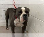 Small American Pit Bull Terrier