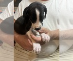Puppy Miranda Great Dane