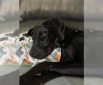 Small #10 Doberman Pinscher
