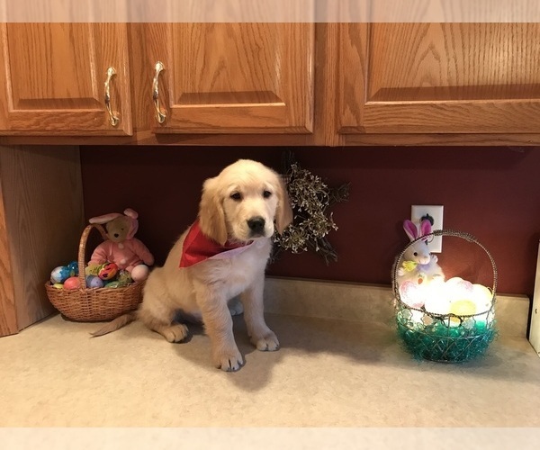 Medium Photo #19 Golden Retriever Puppy For Sale in WEBSTER CITY, IA, USA