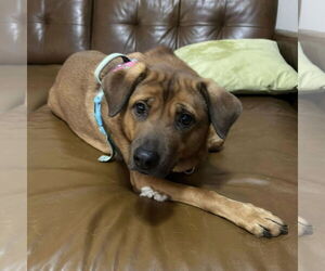 Roni - Female Rhodesian Ridgeback-Unknown Mix Dog for Adoption - Photo #3