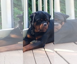 Rottweiler Dogs for adoption in CONWAY, SC, USA
