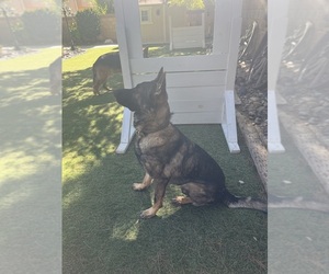 German Shepherd Dog Puppy for sale in LANCASTER, CA, USA