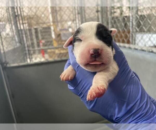 Medium Photo #1 American Bulldog-Unknown Mix Puppy For Sale in HESPERIA, CA, USA