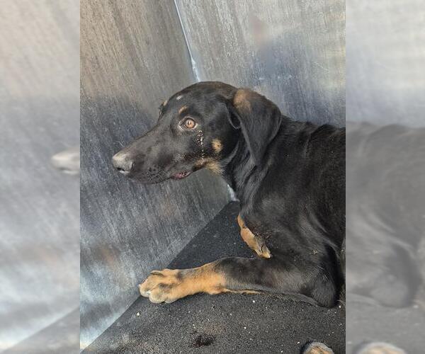 Medium Photo #1 Doberman Pinscher-Unknown Mix Puppy For Sale in San Antonio, TX, USA