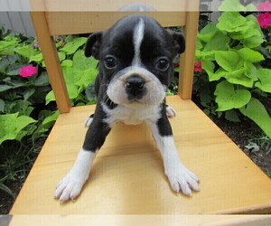 Boston Terrier Puppy for sale in MOUNT PLEASANT, MI, USA