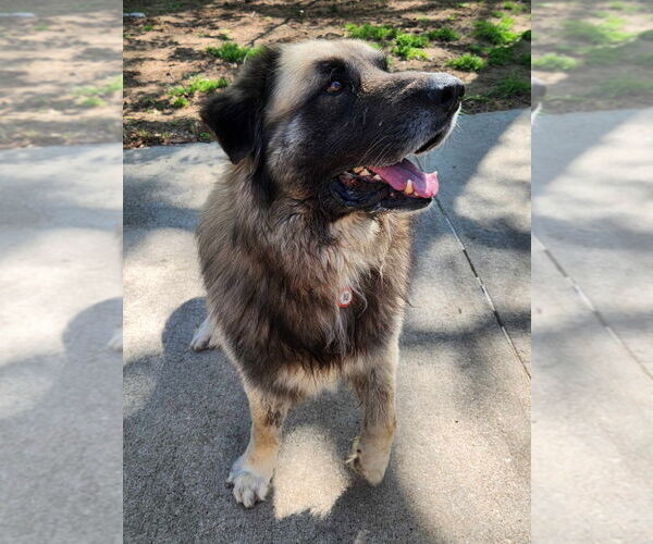Medium Photo #6 Leonberger-Unknown Mix Puppy For Sale in Bullard, TX, USA
