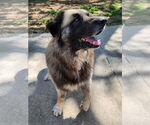 Small #5 Leonberger Mix